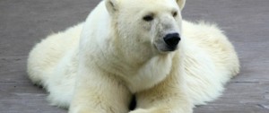 Polar Bears--headed for extinction?